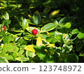 snake strawberry 123748972