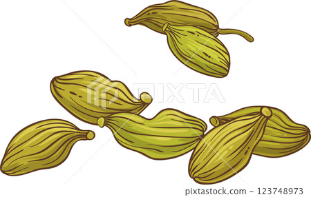 Cardamom Seeds Colored Detailed Illustration. 123748973
