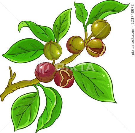 Camelia Branch Colored Detailed Illustration. Camelia Branch Colored Detailed Illustration. 123748978