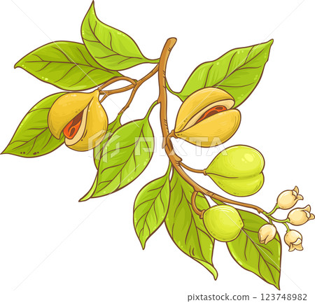Nutmeg Branch with Flowers, Nuts and Leaves Colored Detailed Illustration. Organic natural nutritional healthy food ingredient, vegetarian diet product.  123748982