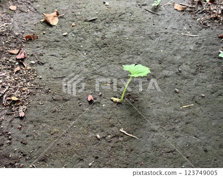 The plant, which appears to be butterbur, is growing from the ground. The plant, which appears to be butterbur, is growing from the ground. 123749005