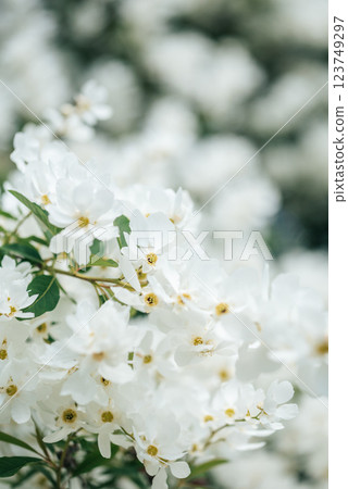 Close-Up of Delicate White Blossoms in Full Bloom on a Spring Day with Soft Natural Light. Exochorda Pearlbush 'The Bride' pearl white flowers background. Spring greeting card 123749297