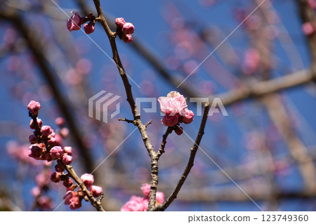 Pink plum blossoms shining against the blue sky of early spring 123749360