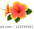 Yellow and pink gradient hibiscus 123749381