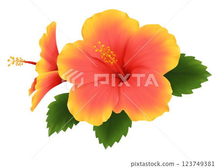 Yellow and pink gradient hibiscus 123749381