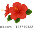 Red hibiscus 123749382