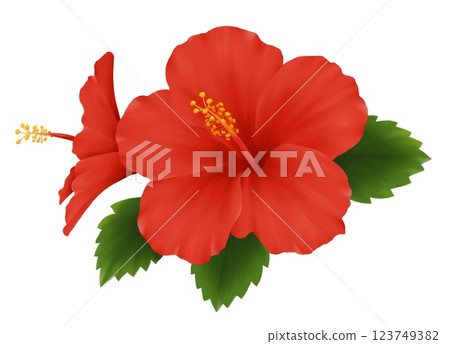 Red hibiscus 123749382