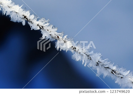 Frozen branch Frozen branch 123749620