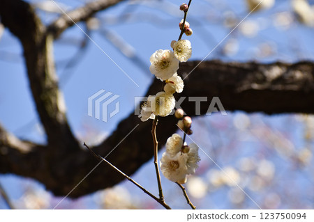 White plum blossoms shining in the blue sky of early spring 123750094
