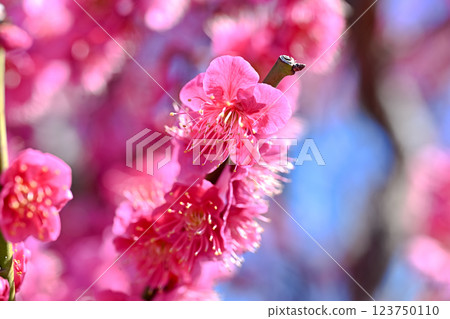 Red plum blossoms shining against the blue sky Red plum blossoms shining against the blue sky 123750110
