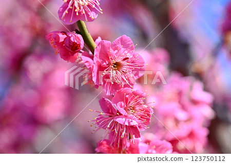 Red plum blossoms shining against the blue sky Red plum blossoms shining against the blue sky 123750112