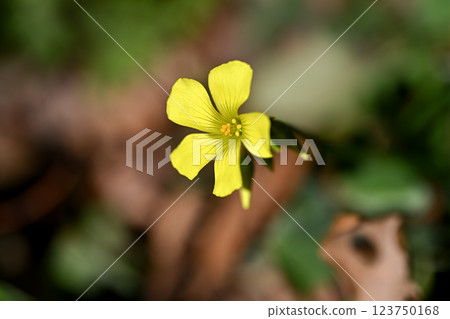 Oh Kivana catablami 123750168