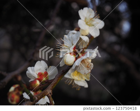 白梅花的特寫照片 123750418