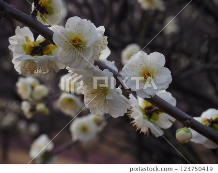白梅花的特寫照片 白梅花的特寫照片 123750419