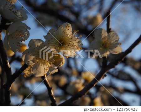 白梅花的特寫照片 123750425