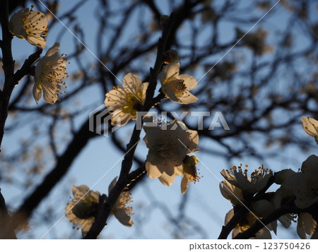 白梅花的特寫照片 123750426