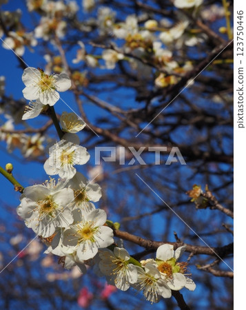 Close-up photo of white plum blossoms 123750446