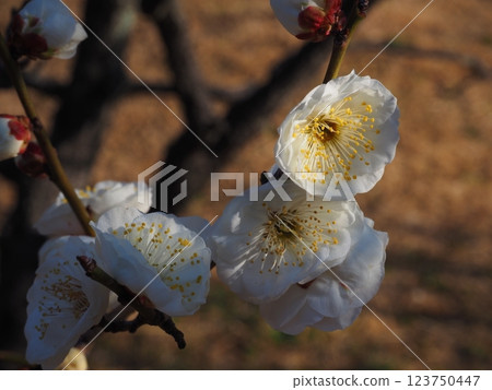 Close-up photo of white plum blossoms 123750447