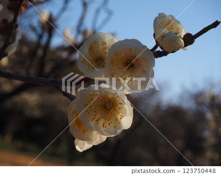 Close-up photo of white plum blossoms 123750448
