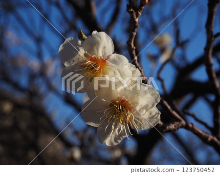 Close-up photo of white plum blossoms 123750452
