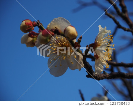 白梅花的特寫照片 123750453