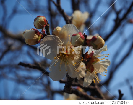 白梅花的特寫照片 123750454