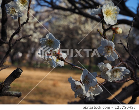 白梅花的特寫照片 123750455