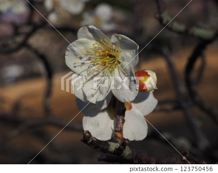 Close-up photo of white plum blossoms 123750456
