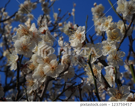 Close-up photo of white plum blossoms 123750457