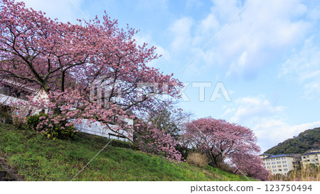 伊豆半島南伊豆町的河津櫻花 123750494