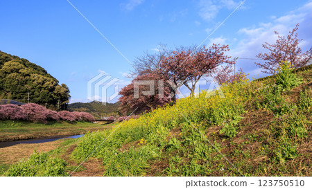 Kawazu cherry blossoms in Minamiizu on the Izu Peninsula 123750510
