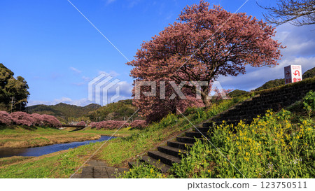 Kawazu cherry blossoms in Minamiizu on the Izu Peninsula 123750511