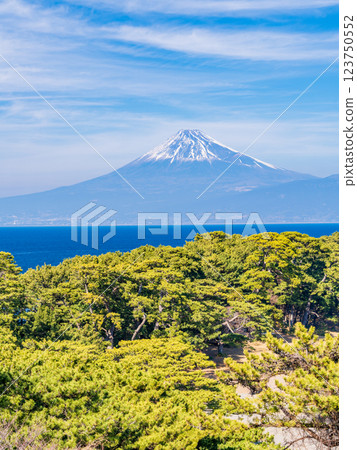 [Shizuoka Prefecture] Mount Fuji over Cape Mihama in Nishiizu Toda 123750552