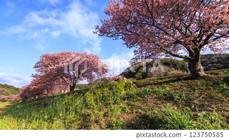 Kawazu cherry blossoms in Minamiizu on the Izu Peninsula 123750585