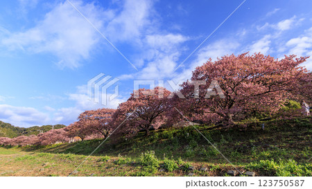 伊豆半島南伊豆町的河津櫻花 123750587