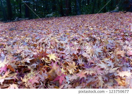Colorful fallen leaves Colorful fallen leaves 123750677