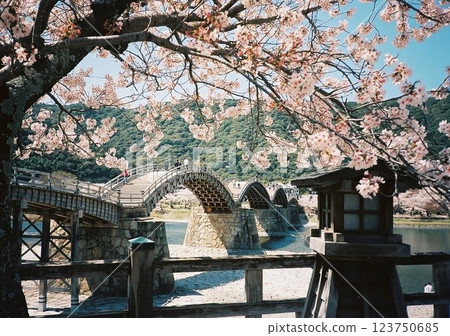 Kintai Bridge decorated with cherry blossoms Kintai Bridge decorated with cherry blossoms 123750685