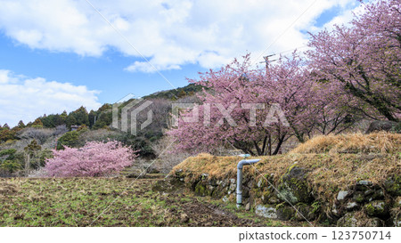 伊豆半島松崎町石部梯田的河津櫻花盛開,可遠眺富士山 伊豆半島松崎町石部梯田的河津櫻花盛開,可遠眺富士山 123750714