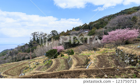 Kawazu cherry blossoms at Ishibe rice terraces with a view of Mt. Fuji in Matsuzaki Town on the Izu Peninsula 123750715
