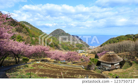Kawazu cherry blossoms at Ishibe rice terraces with a view of Mt. Fuji in Matsuzaki Town on the Izu Peninsula 123750717