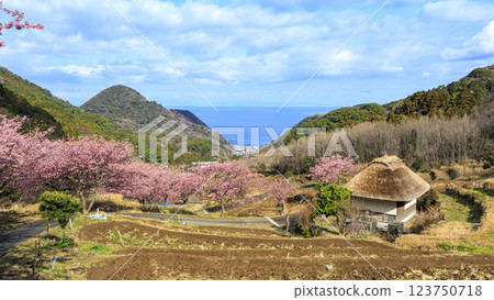 Kawazu cherry blossoms at Ishibe rice terraces with a view of Mt. Fuji in Matsuzaki Town on the Izu Peninsula 123750718