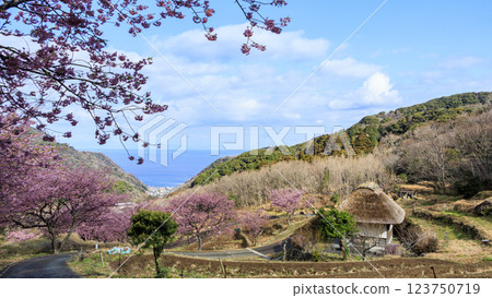 Kawazu cherry blossoms at Ishibe rice terraces with a view of Mt. Fuji in Matsuzaki Town on the Izu Peninsula Kawazu cherry blossoms at Ishibe rice terraces with a view of Mt. Fuji in Matsuzaki Town on the Izu Peninsula 123750719