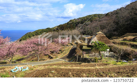 伊豆半島松崎町石部梯田的河津櫻花盛開，可遠眺富士山 123750722