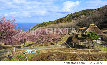 Kawazu cherry blossoms at Ishibe rice terraces with a view of Mt. Fuji in Matsuzaki Town on the Izu Peninsula 123750723
