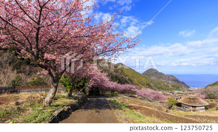 Kawazu cherry blossoms at Ishibe rice terraces with a view of Mt. Fuji in Matsuzaki Town on the Izu Peninsula 123750725