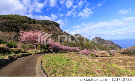 Kawazu cherry blossoms at Ishibe rice terraces with a view of Mt. Fuji in Matsuzaki Town on the Izu Peninsula 123750726