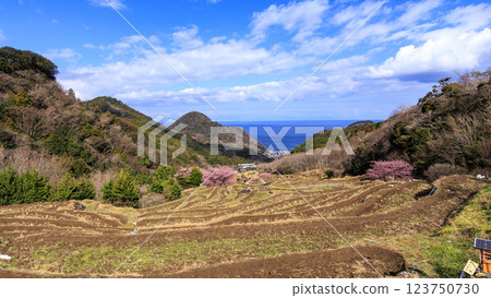伊豆半島松崎町石部梯田的河津櫻花盛開，可遠眺富士山 123750730