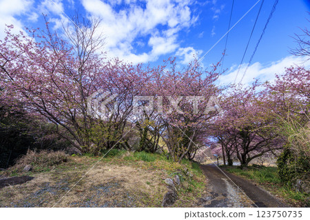 Kawazu cherry blossoms at Ishibe rice terraces with a view of Mt. Fuji in Matsuzaki Town on the Izu Peninsula Kawazu cherry blossoms at Ishibe rice terraces with a view of Mt. Fuji in Matsuzaki Town on the Izu Peninsula 123750735