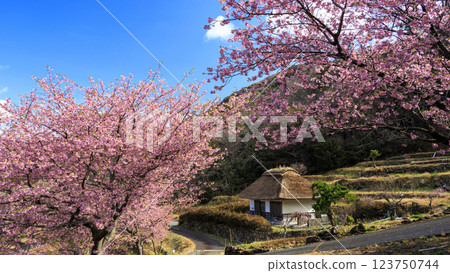 伊豆半島松崎町石部梯田的河津櫻花盛開,可遠眺富士山 伊豆半島松崎町石部梯田的河津櫻花盛開,可遠眺富士山 123750744