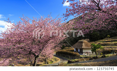 Kawazu cherry blossoms at Ishibe rice terraces with a view of Mt. Fuji in Matsuzaki Town on the Izu Peninsula Kawazu cherry blossoms at Ishibe rice terraces with a view of Mt. Fuji in Matsuzaki Town on the Izu Peninsula 123750745
